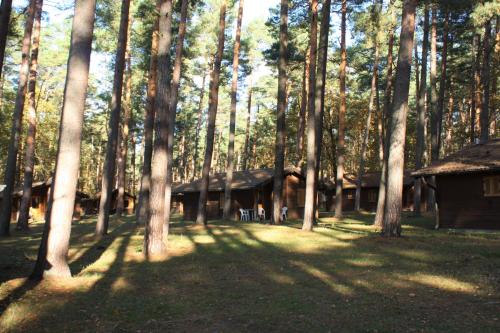 eine Gruppe von Bäumen mit Häusern in einem Wald in der Unterkunft Heide-Camp Colbitz in Colbitz