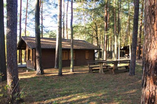 eine Blockhütte mit einem Picknicktisch im Wald in der Unterkunft Heide-Camp Colbitz in Colbitz