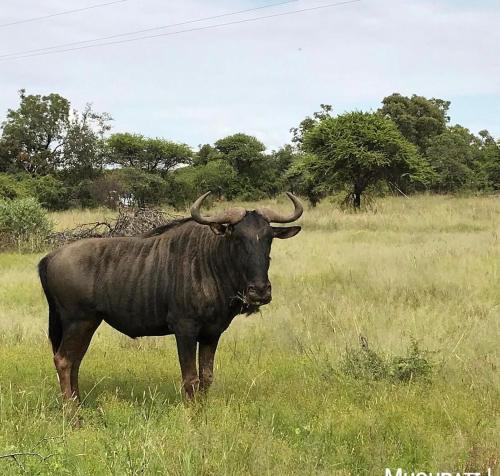 a bull standing in a field of grass at Muqurati Lodge - Dinokeng Game Reserve in Klipdrift