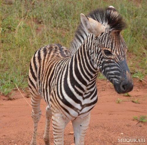 a zebra standing on a dirt road at Muqurati Lodge - Dinokeng Game Reserve in Klipdrift