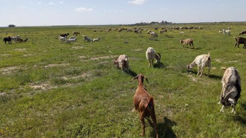 a herd of goats grazing in a field of grass at Sherman's place - שרמנ'ס פלייס in Melilot