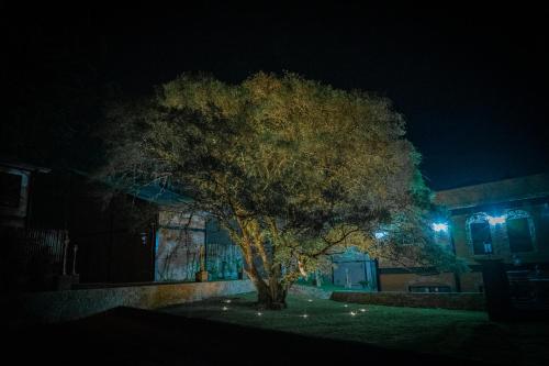 a tree in front of a building at night at LA PIANTA - Uma experiência na Villa de Monte Verde in Monte Verde