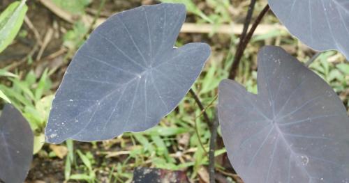 GualeaにあるGuayabo Verdeのギャラリーの写真