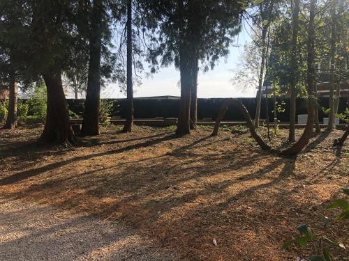 a park with trees and shadows on the ground at B&B landhuis Hauwaart 80 in Oudenaarde