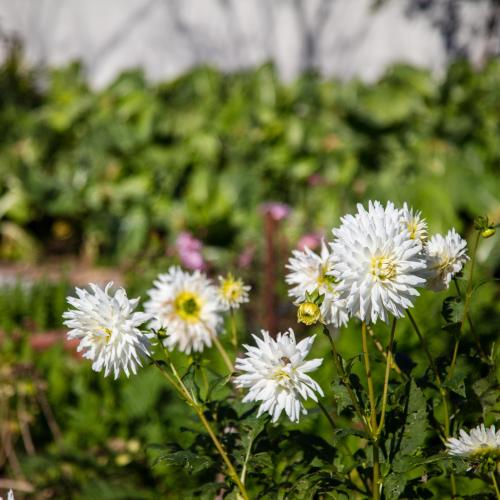 a group of white flowers in a garden at 70's wood house in Maia