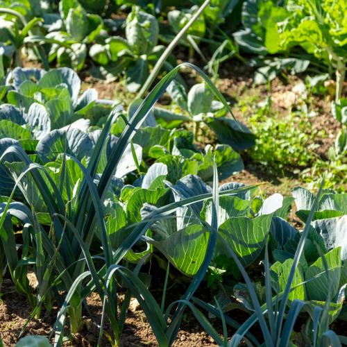 a field of plants with green leaves at 70's wood house in Maia