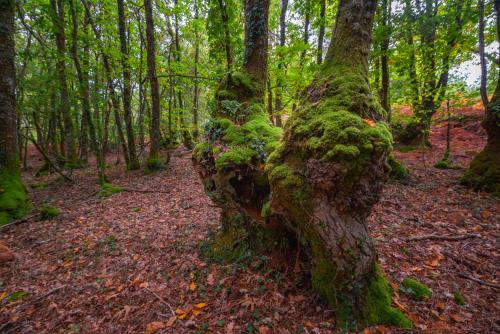 a moss covered tree in the middle of a forest at Finca Bacelo Ribeira Sacra in Sober