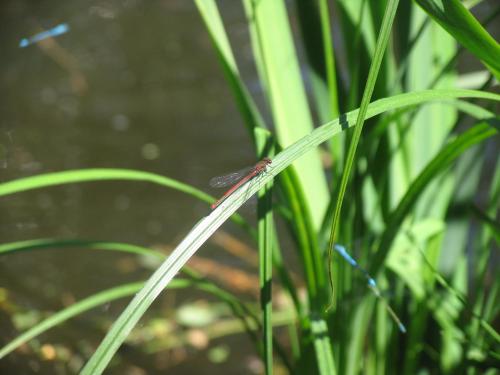 a lizard sitting on top of a blade of grass at B&B Villa Emma in Ghent