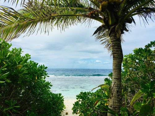 een palmboom op een strand met de oceaan bij Cottage « the papaya tree » in Temae
