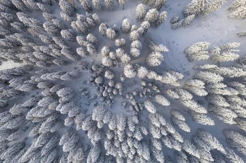 an aerial view of trees covered in snow at Triangel Boutique Hotel in Kranjska Gora