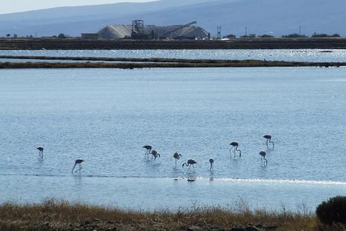a group of flamingos standing in a body of water at Eleni B&B in Limánion