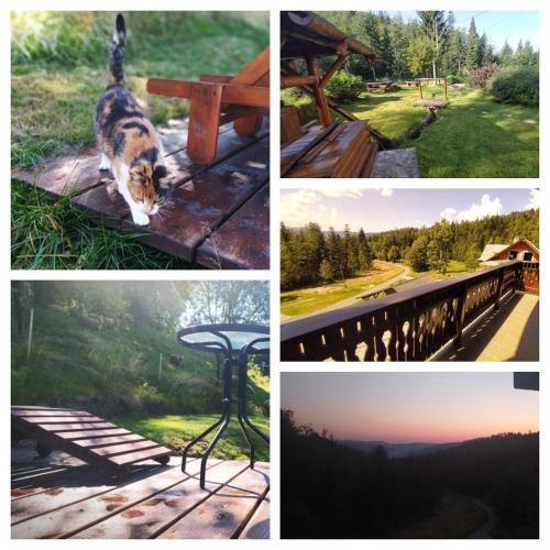 a collage of pictures with a cat sitting on a bench at Wiślany Raj in Wisła