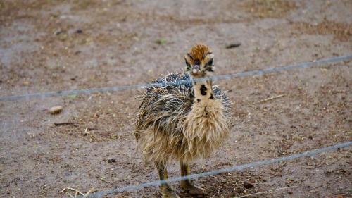 a small bird standing next to a wire fence at Kwetu Guest Farm in Swellendam