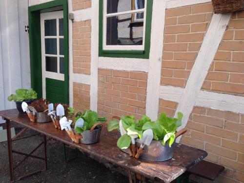 a table with potted plants on it next to a building at Hotel & Restaurant Druidenstein in Trautenstein
