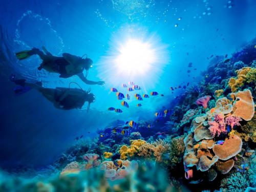 two people swimming in the ocean near a coral reef at Ubuntu De La Villa- Palm View Estate in Mammee Bay