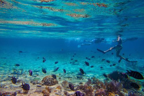 a person swimming in the ocean with a school of fish at Ubuntu De La Villa- Palm View Estate in Mammee Bay