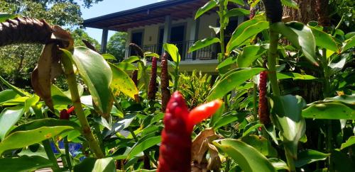un giardino con piante rosse e una casa sullo sfondo di il Frangipane a Sigiriya