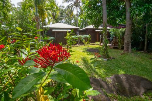 eine rote Blume in einem Garten mit einem Haus im Hintergrund in der Unterkunft Baobab et Palmiers in L’Étang-Salé
