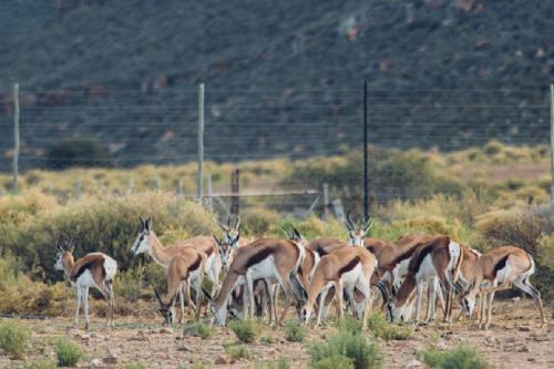 a group of gazelle standing in a field at Kamagu Safari Lodge in Touwsrivier