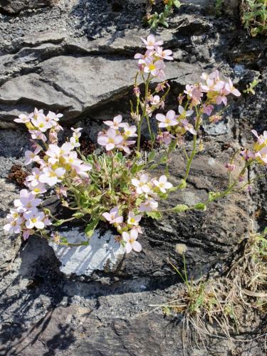 a bunch of pink flowers on a rock at Chalet Pagrüeg in Klosters Serneus