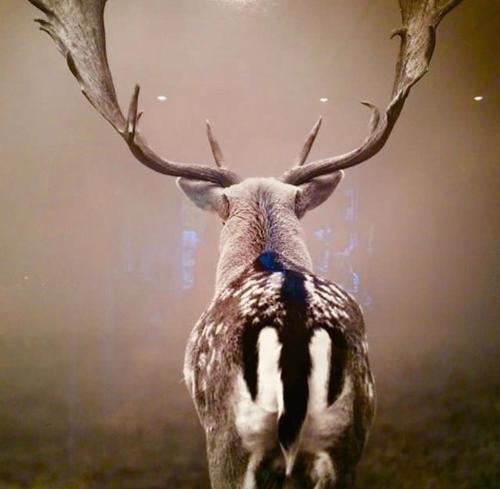 Zvířata v apartmánu nebo okolí