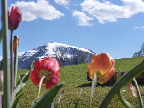 two flowers in a field with a mountain in the background at Stoibhof Familie Klauser in Reit im Winkl