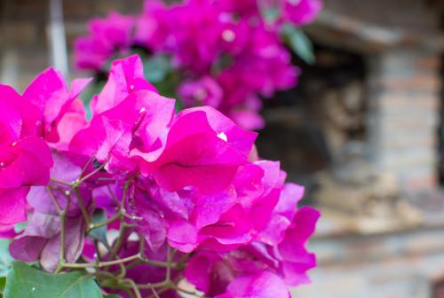 a bunch of pink flowers in front of a building at Vesna in Vukovar