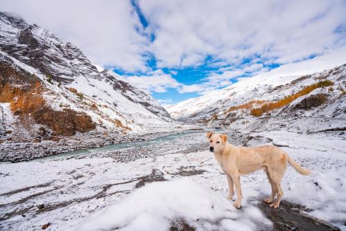 a dog standing on top of a snow covered mountain at Zostel Sissu in Sissu