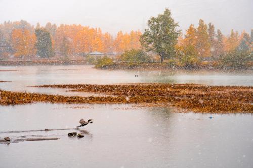 a duck swimming in a body of water at Zostel Sissu in Sissu