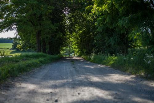 a dirt road with trees on either side at Domek na wzgórzu Blanki in Lidzbark Warmiński