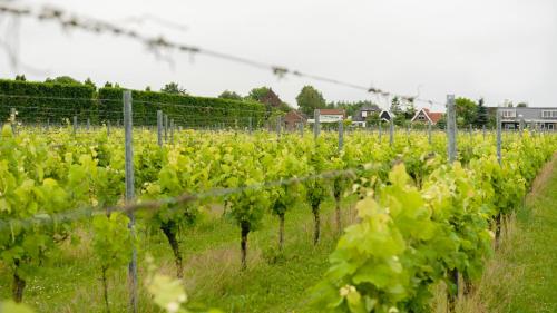Wijngaard Saalhof – Photos 3
