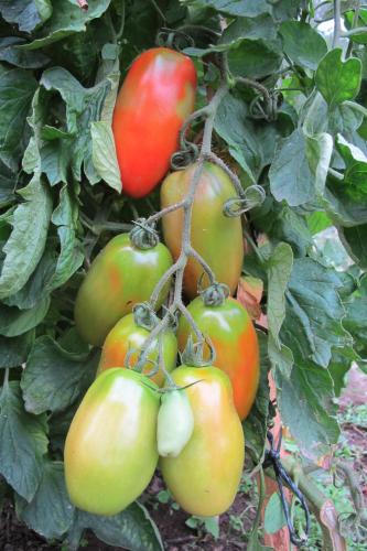 a bunch of tomatoes hanging from a plant at Casa Da Urcela in Ponteareas