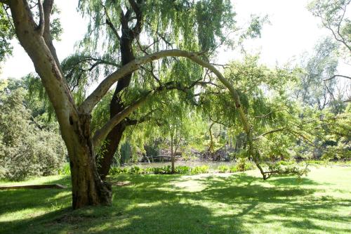 a weeping willow tree in a park at Valley Lodge & Spa in Magaliesburg