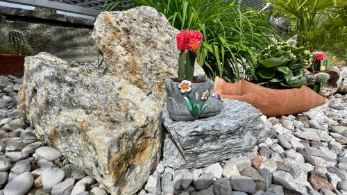 a group of plants and flowers on a rock garden at Apartment Zielspitz in Parcines