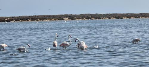 a group of flamingos standing in the water at Hotel Arce in San Pedro del Pinatar