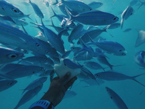 a person feeding a group of fish in the ocean at Summer Vibes Beach Front in Rasdu