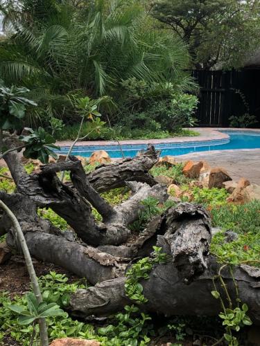 a large uprooted tree stump next to a swimming pool at Kambaku Safari Lodge in Timbavati Game Reserve