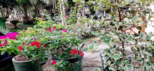 Κήπος έξω από το Hiriketiya Cinnamon Garden