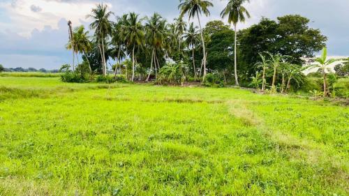 a field of green grass with palm trees in the background at Hummingbird Leisure Villa-Anuradhapura in Anuradhapura