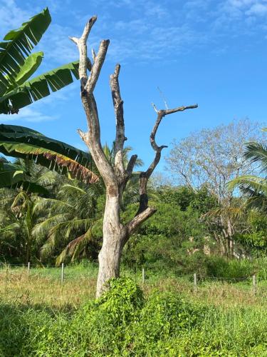 a tree in the middle of a field at Hummingbird Leisure Villa-Anuradhapura in Anuradhapura