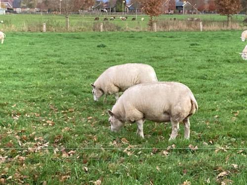 two sheep grazing in a field of green grass at Vakantiehuis Ervedriestreek in Den Ham