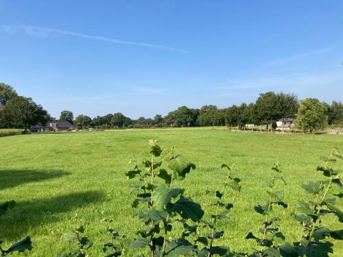a field of green grass with a plant in the foreground at Vakantiehuis Ervedriestreek in Den Ham