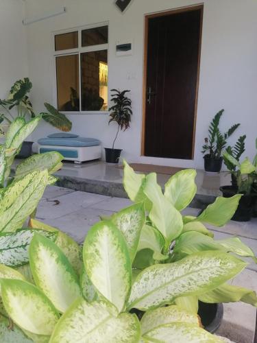 a bunch of green plants in front of a house at The Rose Garden House, Addu City, Maldives in Hithadhoo