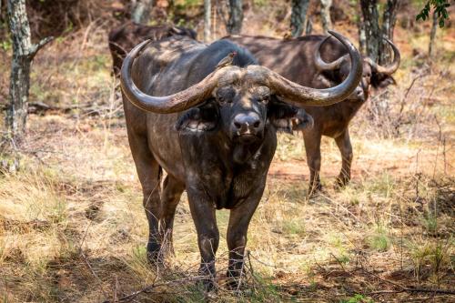 Nungu Game Lodge – Photos 2