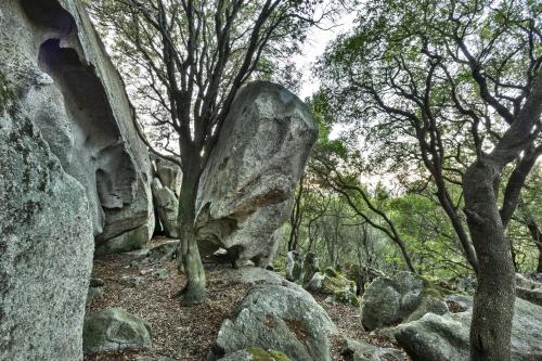 a tree growing out of a rock in a forest at Gallicantu Stazzo Retreat in Luogosanto