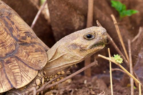 a tortoise is sitting on the ground at Tlou Safari Lodge in Kasane
