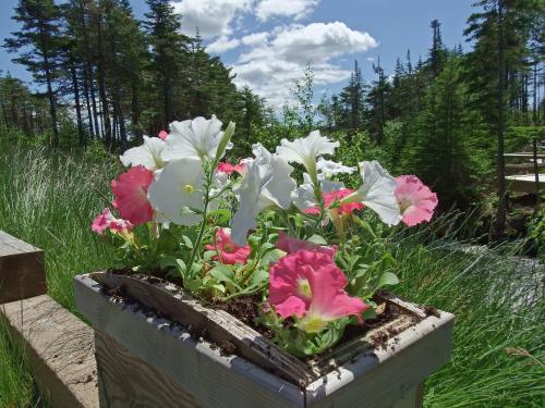a box with pink and white flowers in it at The Wilds at Salmonier River in Holyrood