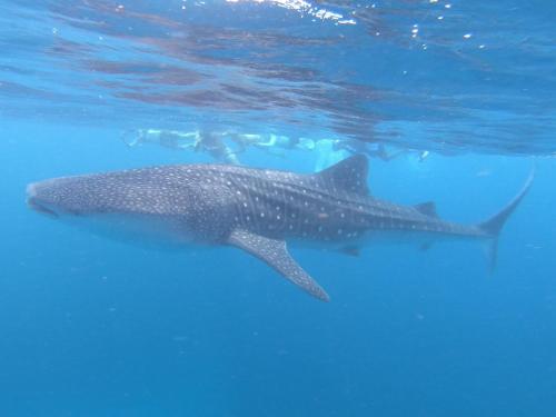 a whale shark swimming in the blue water at Dhangethi INN in Dhangethi