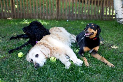 two dogs laying in the grass with tennis balls at Haus Pyrola in Davos