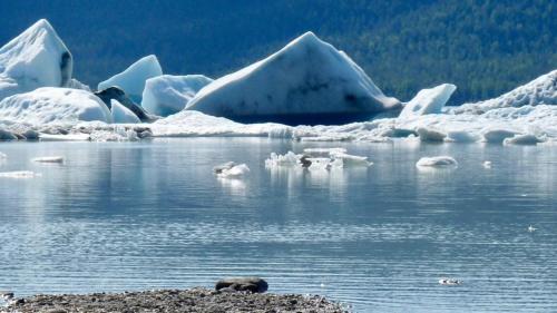 a bear swimming in a body of water with icebergs at Shangri-La - Near Mendenhall Glacier and Auke Bay -DISCOUNTS ON TOURS! in Mendenhaven